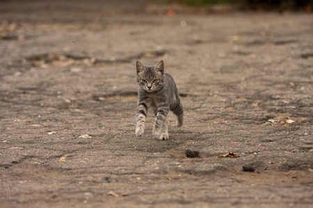 Lovely tabby kitten jumping a warm autumn day.の写真素材