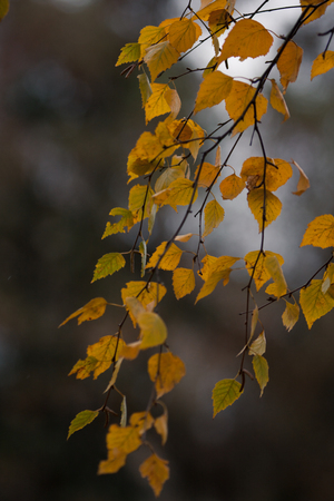 Sprig of birch with lots of colorful autumn leaves yellowed.の写真素材