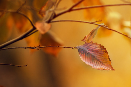 Very beautiful alder leaf on a branch in autumn.の写真素材