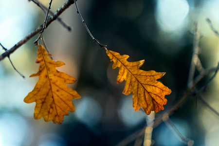 A few yellowed oak leaves on the branches in the autumn sky background.