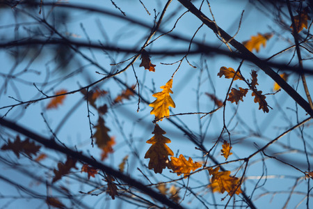 A few yellowed oak leaves on the branches in the autumn sky background.
