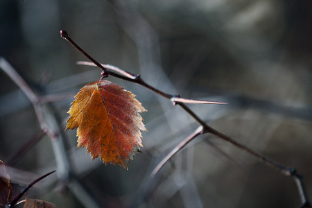Single yellow autumn leaf among the thorns beautiful sunny day.の写真素材