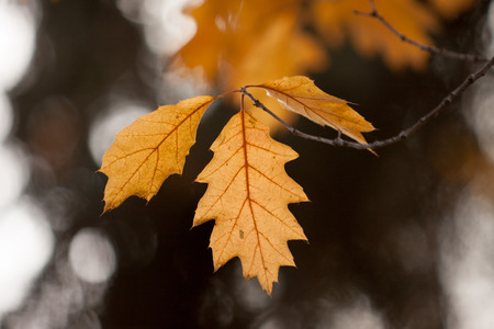 Incredibly beautiful oak leaves in autumn beautiful sunny day.の写真素材