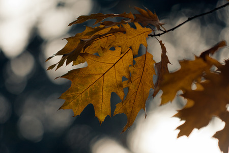 Autumn Leaf.の写真素材