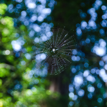 Spider Webの写真素材