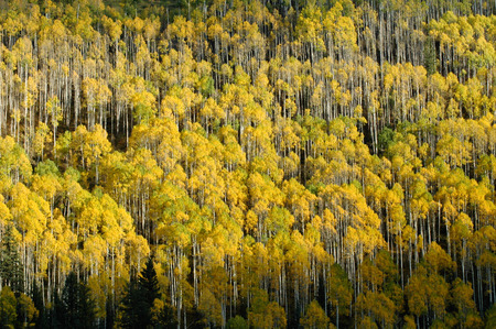 Golden Aspen Groveの写真素材