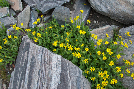 Wildfower Clump Growing out of Rocks on Mountainsideの写真素材