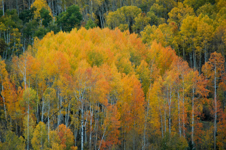 Orange and Yellow Aspen Grove Clump with White Trunksの写真素材