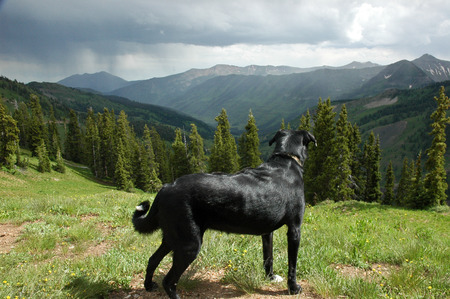 Black dog from behind looking toward mountains and evergreensの写真素材