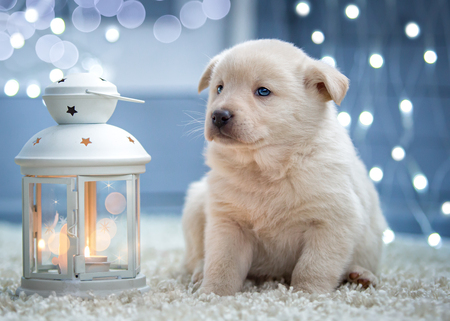 White puppy sitting next to a Christmas flashlightの写真素材