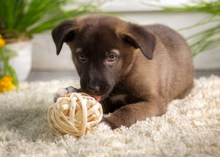 Brown puppy lies with a ball on the carpetの写真素材