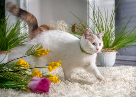 White kitten with flowers in the spring studioの写真素材