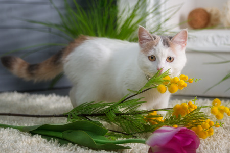 White kitten with flowers in the spring studioの写真素材
