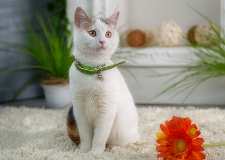White kitten with flowers in the spring studioの写真素材