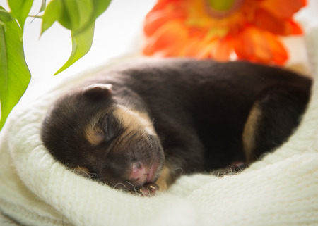 Newborn puppy is sleeping on a knitted scarfの写真素材