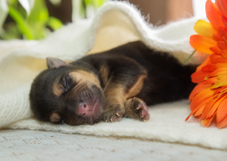 Newborn puppy is sleeping on a knitted scarfの写真素材