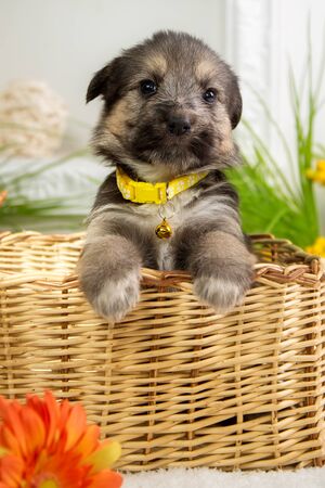 Little fluffy puppy sitting in the basketの写真素材