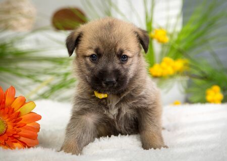 Little fluffy puppy sits in the summer studioの写真素材