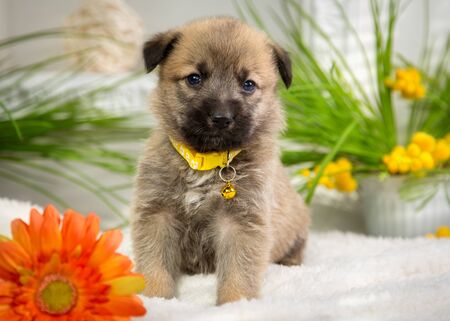 Little fluffy puppy sits in the summer studioの写真素材