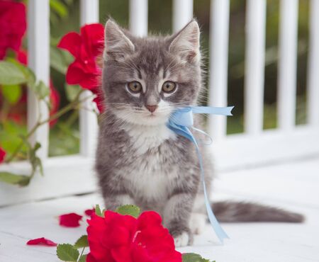 Cute fluffy kitten playing outside in summer.の写真素材