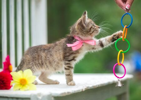Cute fluffy kitten playing outside in summer.の写真素材