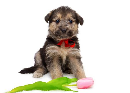 Little fluffy puppy on a white background with flowers.の写真素材