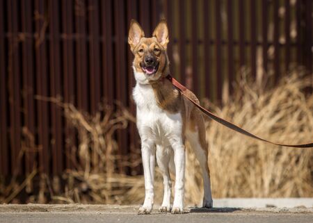 Obedient dog walks on a leash in the park.の写真素材