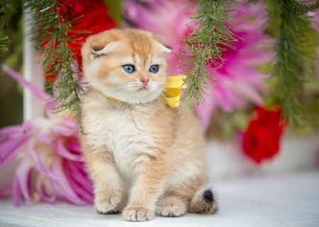 Little fold kitten sits in flowers on the natureの写真素材