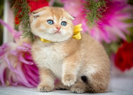 Little fold kitten sits in flowers on the natureの写真素材
