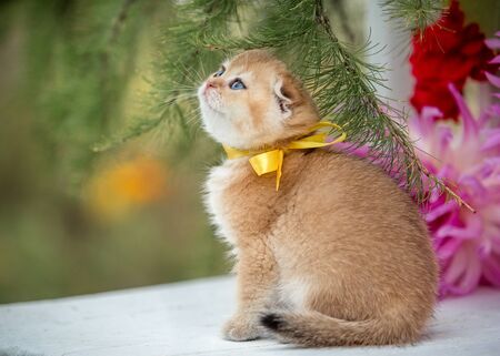 Little fold kitten sits in flowers on the natureの写真素材