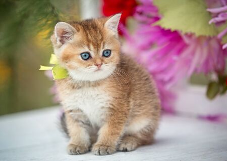 Little fLittle fold kitten sits in flowers on the nature.の写真素材