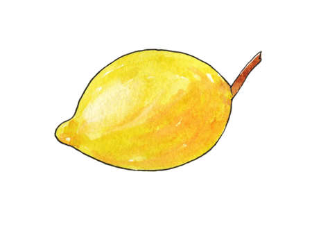 Lemon isolated on a white background. Vitamin C. The illustration is hand-drawn in watercolor. The contour is outlined with a live line.の写真素材