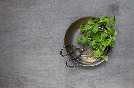 Some mint with retro scissors. Top viewの写真素材