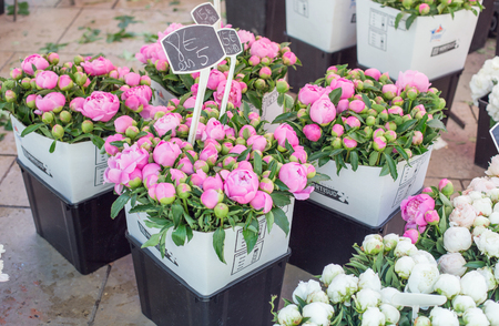 Peones on flower market of Aix-an-Provence, Franceの写真素材