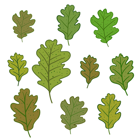 Set of oak leaves isolated on white background. Can be used for wallpaper, pattern fills, greeting cards, webpage backgrounds, wrapping paper or fabric.のイラスト素材