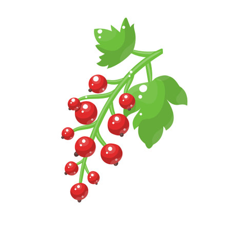 Cartoon redcurrant isolated on white background. Vector illustrationのイラスト素材