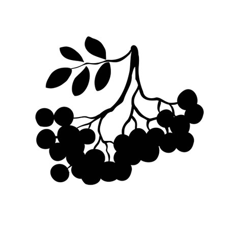 Rowan branch with leaves and berries vector illustration isolated on white background. Rowan autumn design. Red, forest berries. Vector objects, icons, elements. Black silhouetteのイラスト素材