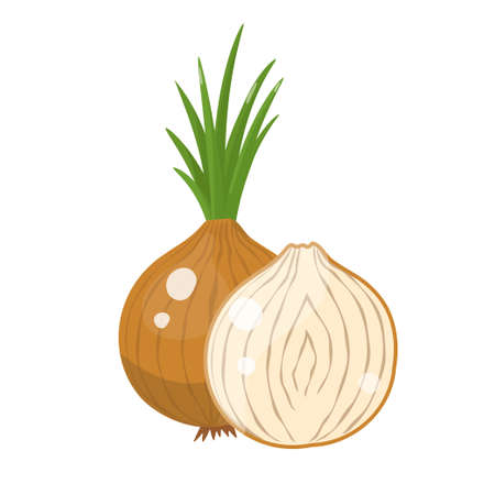 Cartoon onion whole and sliced. Vector illustration isolated on white background.のイラスト素材