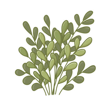 Cartoon shrub isolated on white background. Vector illustrationのイラスト素材
