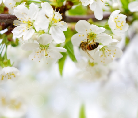 Spring background with cherry blossom and bees collect nectarの写真素材