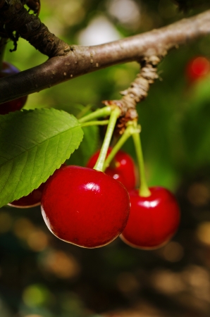 ripe, red cherries hanging on the treeの写真素材