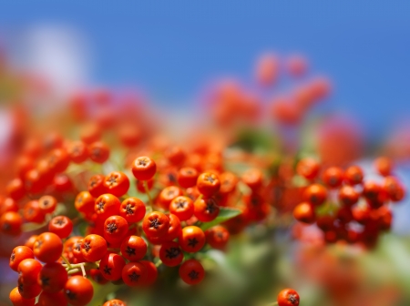 autumn berries on a background of blue skyの写真素材