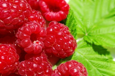 raspberry on a background of leavesの写真素材