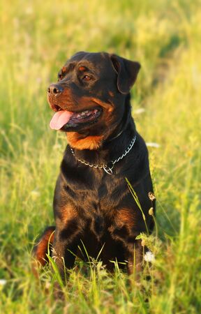 Rottweiler dog sitting in a green grass, on a meadowの写真素材