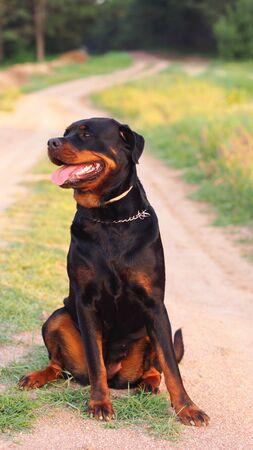 Rottweiler dog sitting on the roadの写真素材