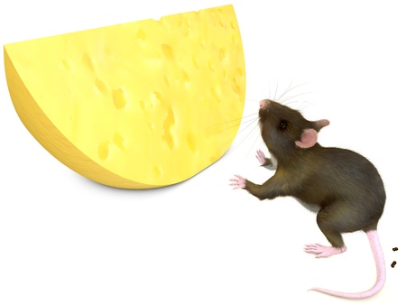 Rat looks at yellow cheese on white backgroundの写真素材