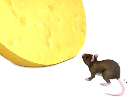 Rat looks at yellow cheese on white backgroundの写真素材