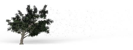 The wind whip a tree dropping leaves in the airの写真素材