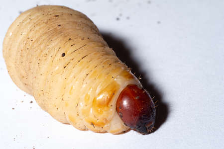 Larva of red weevil named the flagellum of the palms (Rhynchophorus ferrugineus)