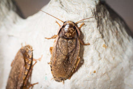 A Lobster cockroach of the species Nauphoeta cinerea, in its breeding setup